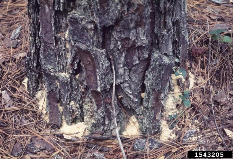 The base of a pine tree with clumps of sawdust-like frass indicating infestation with pine sawyer larvae.