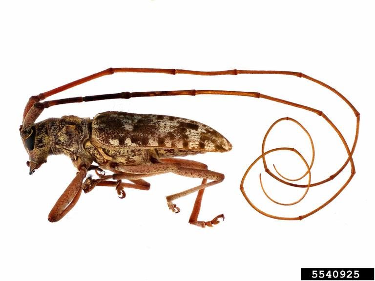 A lateral view of a large reddish-brown pine sawyer beetle with very long antennae.
