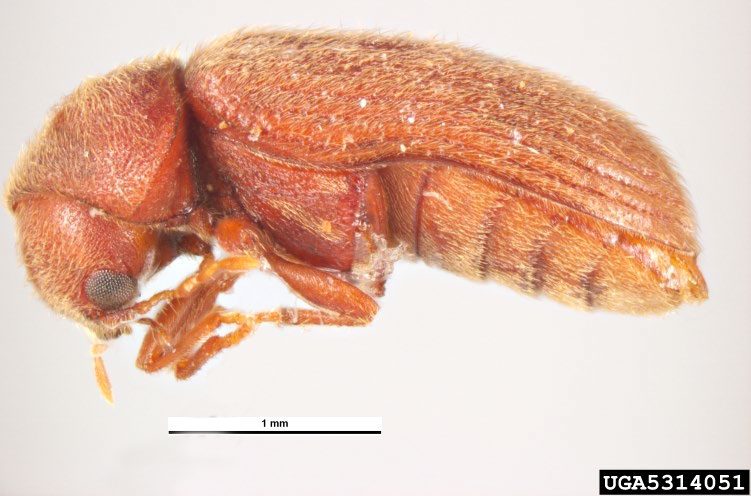Figure 1, A side view of a drugstore beetle showing the distinguishing characteristic of grooves on the wings covers.