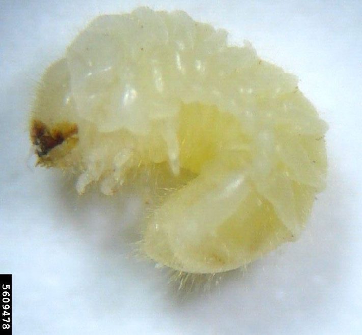 Figure 3, A hairy, C-shaped beetle grub.