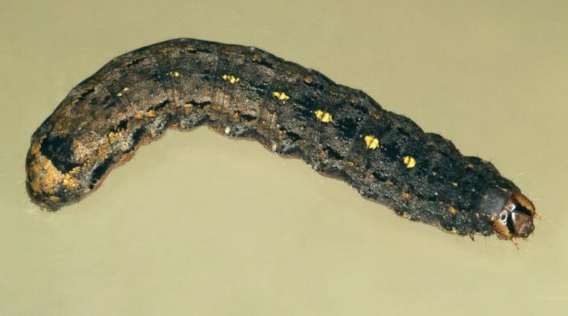 Variegated cutworm larva