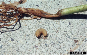A whitefringed beetle larva beside a plant damaged by larval feeding.