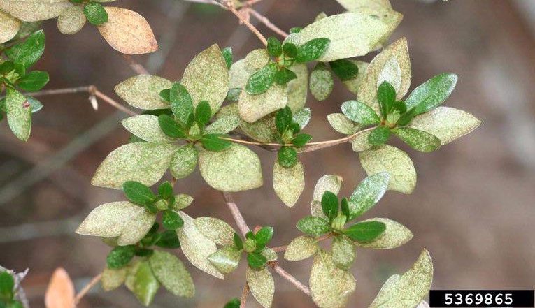 Figure 4, Severely damaged azalea leaves appear bleached by lace bug feeding.
