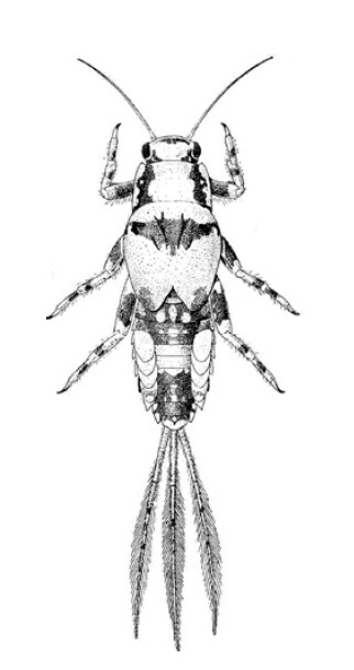 A detailed illustration of a mayfly nymph, showing its segmented body, legs, antennae, and long, feathery tails.
