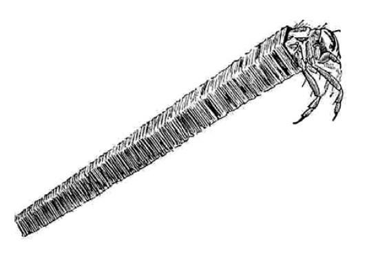 A detailed illustration of a caddisfly larva, showing its elongated body encased in a protective tube made of debris, with its head and legs visible at one end.