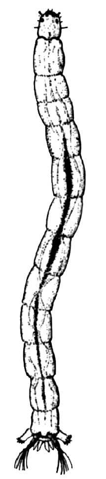 A detailed illustration of a crane fly larva, showing its long, segmented body with a smooth, worm-like appearance, and small features near its head.