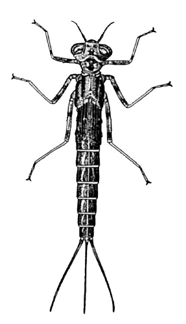 A detailed illustration of a damselfly nymph, showing its elongated, segmented body, six legs, long antennae, and three thin tails extending from the end of the abdomen.