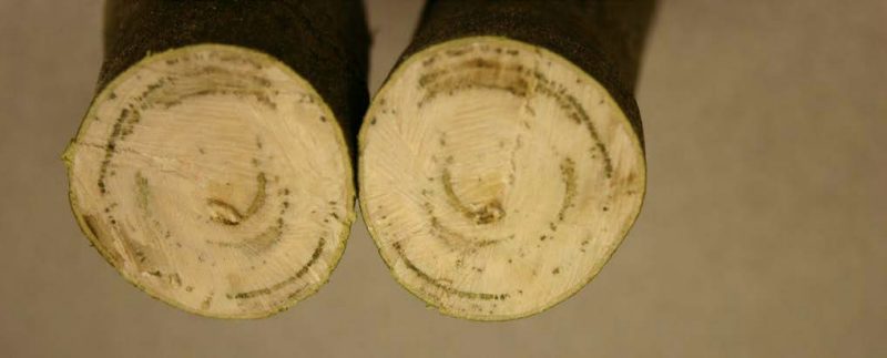 Vascular discoloration, caused by Verticillium dahlia, is apparent in a cross-section of a Japanese maple branch as discolored rings/arcs in the vascular tissue, which follow the pattern of growth rings.