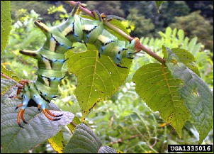 A large caterpillar feeds on leaves from the underside of a stem.