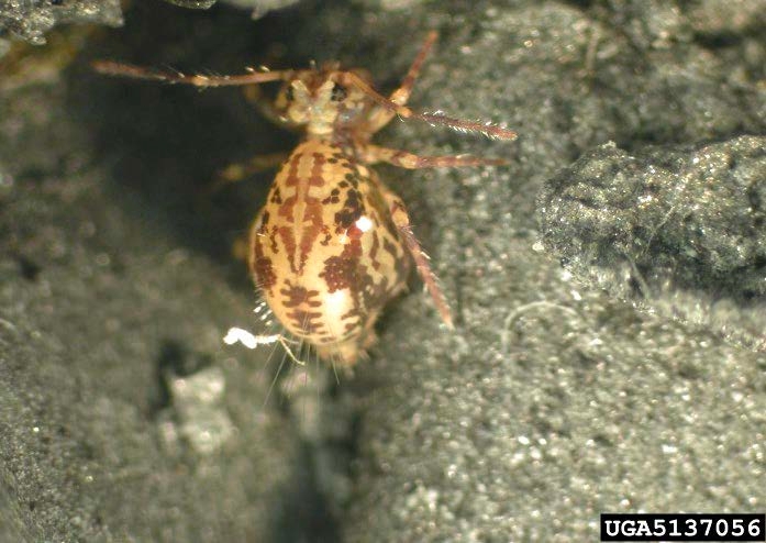Figure 1, A globular springtail rests on soil.