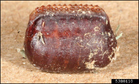 A closeup image of a cockroach egg case with rows of sculpturing on the top edge.