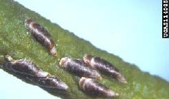Figure 2, A closeup of a fresh twig with multiple scale insects on it.
