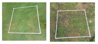Turfgrass in PVC frame showing no stress on the left, and showing extreme amounts of stress on the right