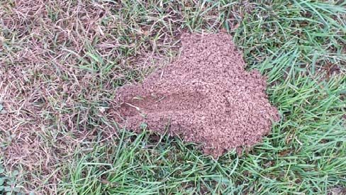 A mound of dirt on the grass showing the characteristic U-shaped tunnel leading to the burrow in the soil.
